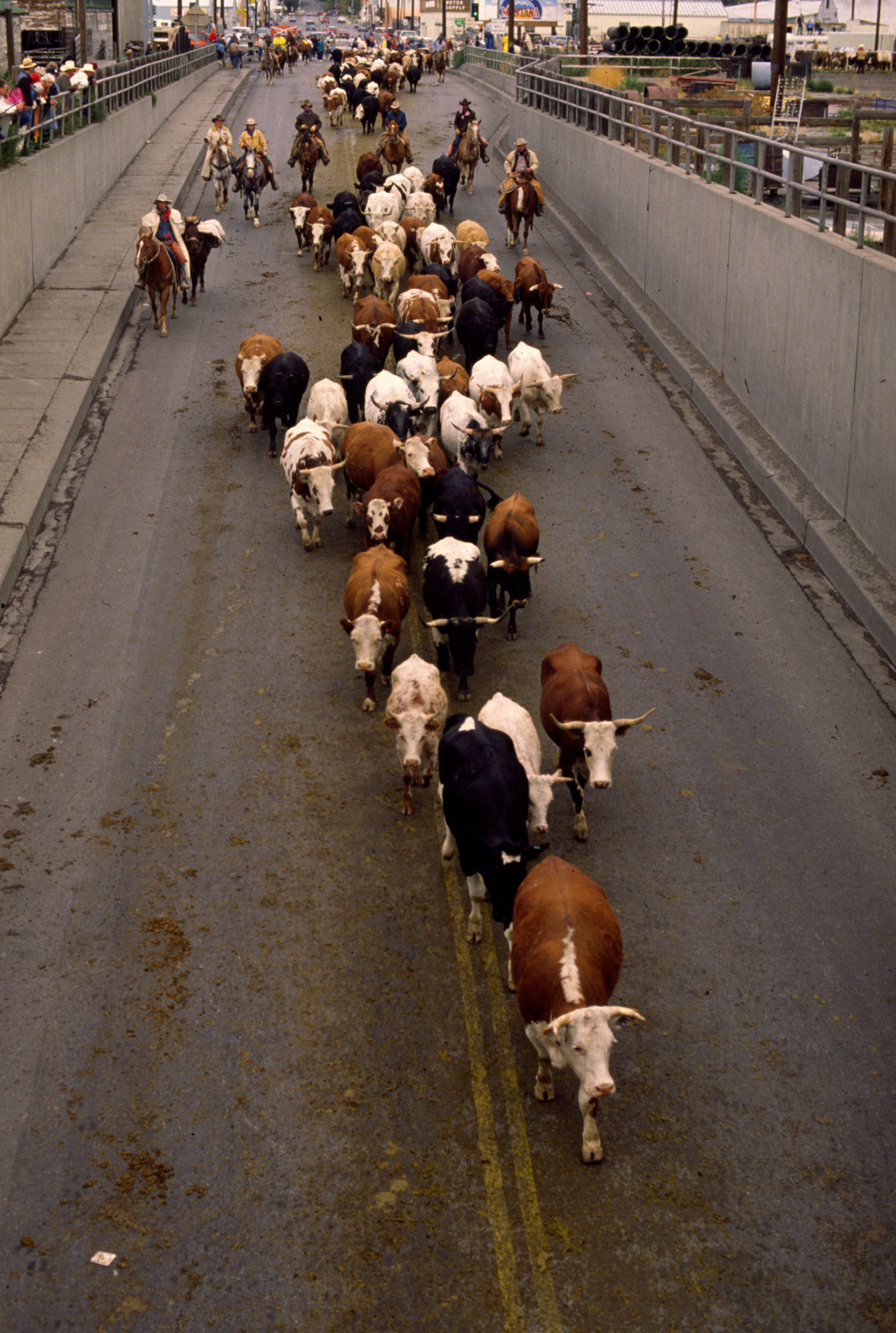 Great Montana Centennial Cattle Drive